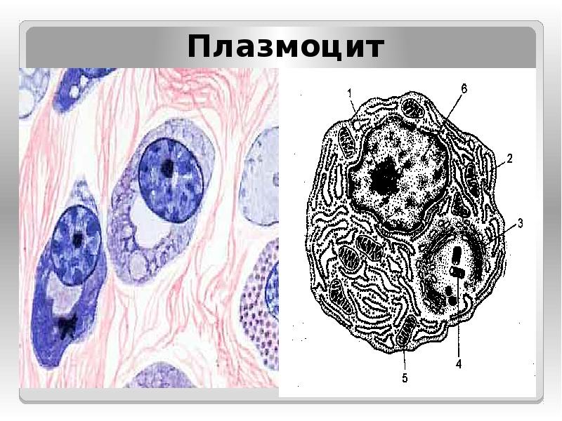 Схема строения плазмоцита