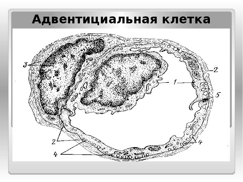 Адвентициальные клетки рисунок