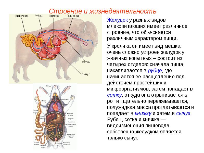 Презентация млекопитающие внутреннее строение 7 класс презентация