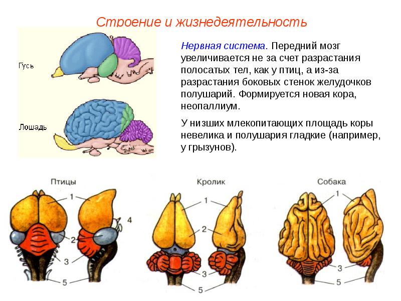 Строение мозга млекопитающих рисунок