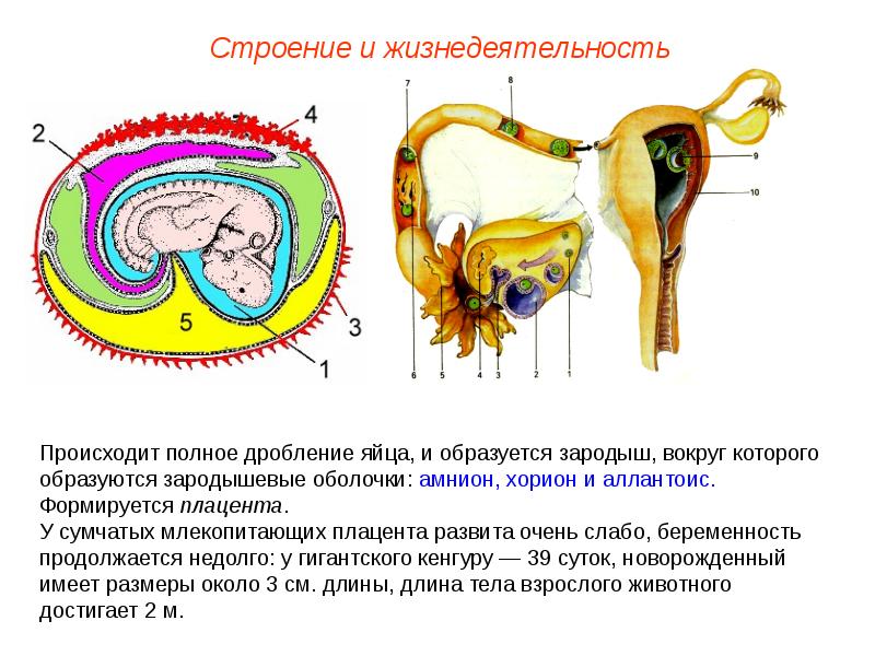 Рассмотрите рисунок 193 укажите особенности развития зародыша млекопитающих кратко