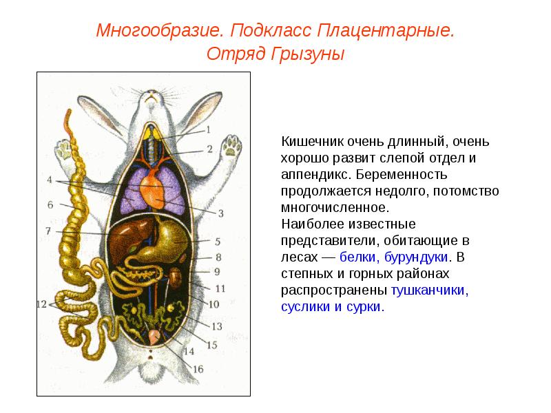 Презентация млекопитающие внутреннее строение 7 класс презентация