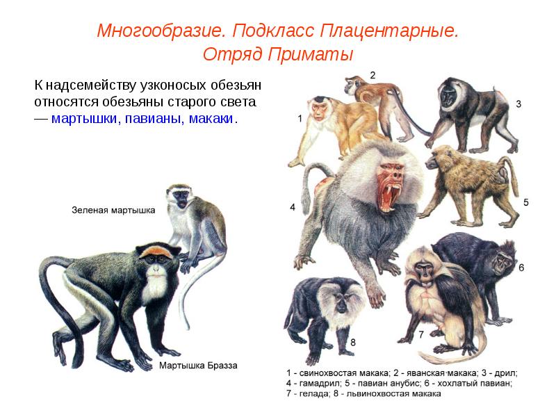 Класс млекопитающие отряд приматы презентация 7 класс