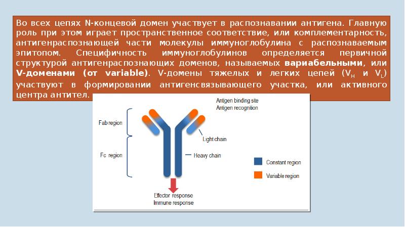 содержание антител к антигенам