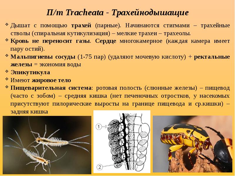 Строение дыхательной системы членистоногих. Сеть от членистоногого. Членистоногие дышат с помощью. Строение дыхательной системы паукообразных. Членистоногие дышат с помощью.