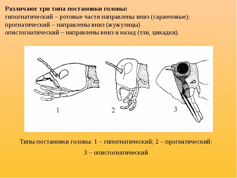 Тип положения. Типы постановки головы у насекомых. Опистогнатический Тип постановки головы насекомых. Прогнатический Тип постановки головы. Расположение головы у насекомых.