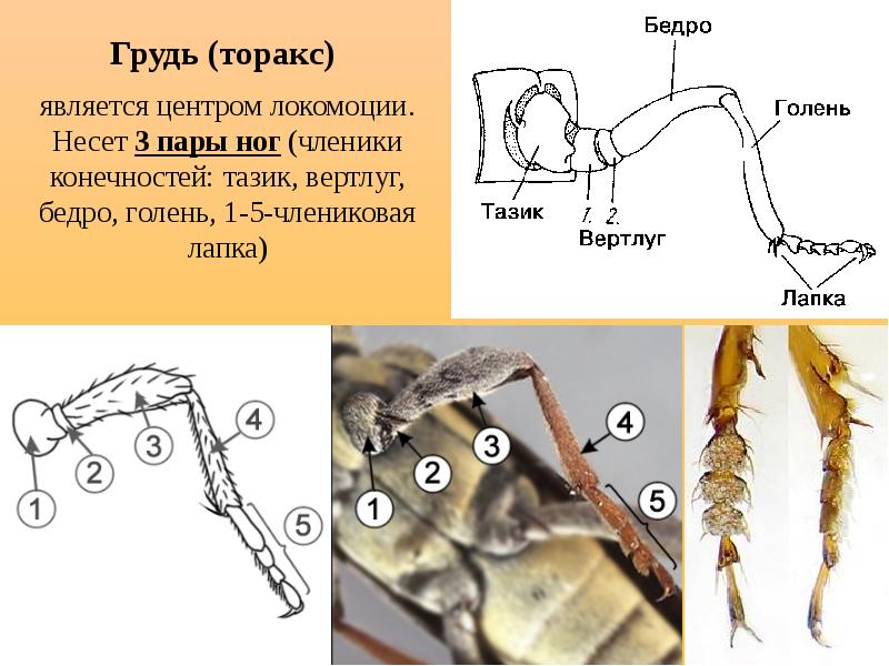 Состоят из члеников. Вертлуг 2 члениковый. Конечности членистоногих. Строение конечностей членистоногих. Ноги членистоногих.