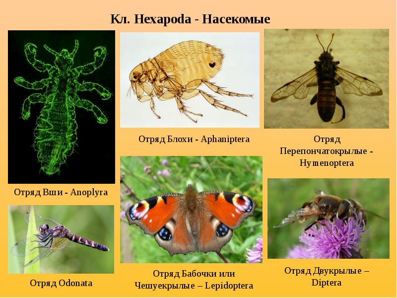 Членистоногие насекомые представители. Представители насекомых. Отряды членистоногих насекомых. Тип Членистоногие. Тип Членистоногие отряды насекомых.