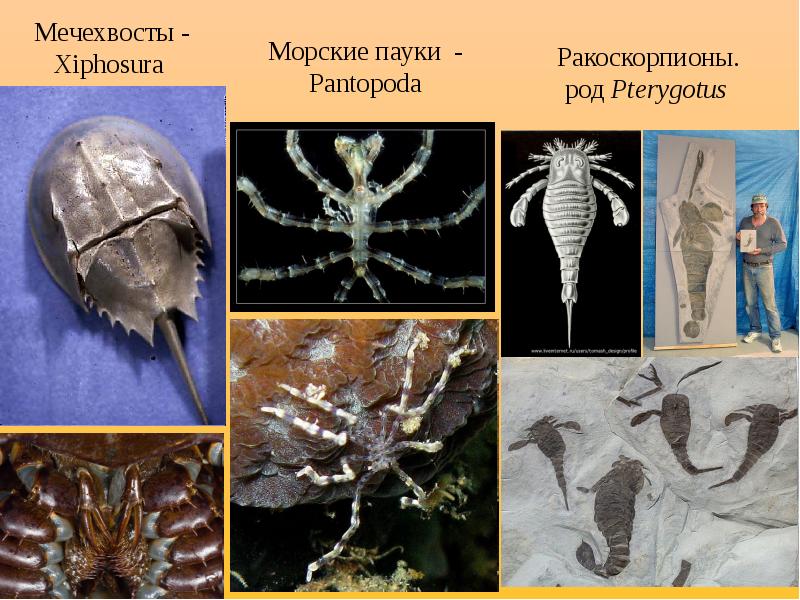 Когтеступ членистоногий фото американский плоскоухий