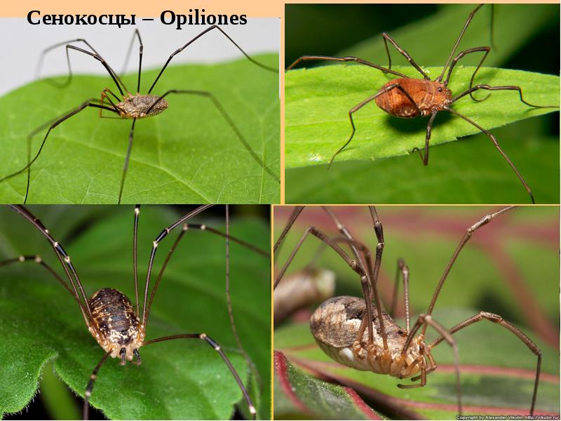 Сенокосцы пауки представители. Паук сенокосец ареал обитания. Отряд сенокосцы. Класс паукообразные отряд сенокосцы. Паук сенокосец в доме.