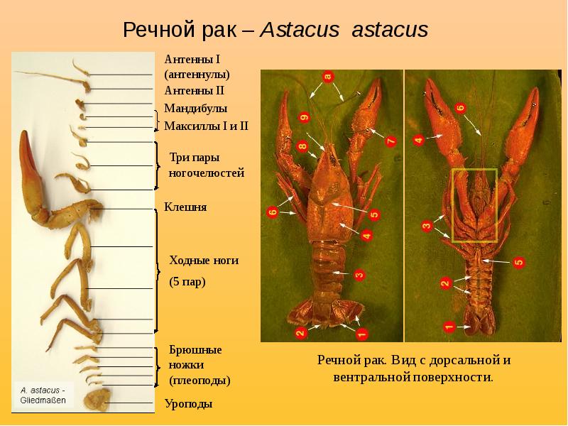 Конечности речного рака рисунок с подписями