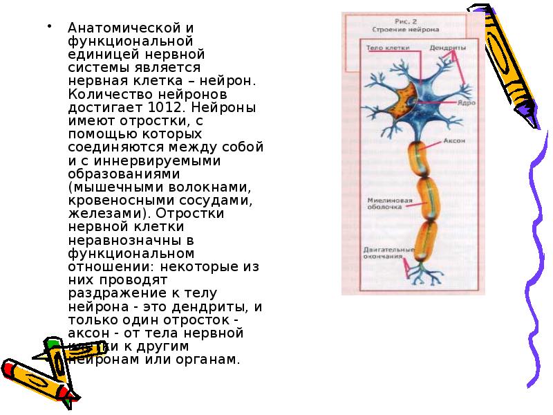 Клетки имеют отростки могут иметь