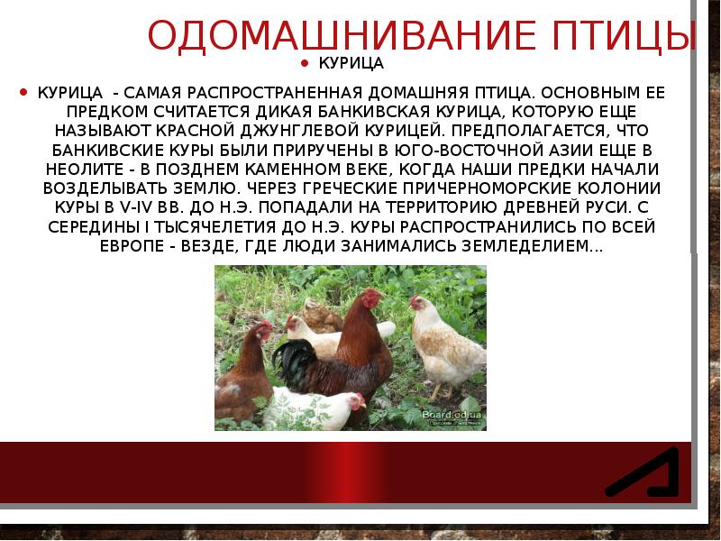 Одомашнивание птицы
Курица
Курица - самая распространенная домашняя птица. Основным Одомашнивание птицы
Курица
Курица - самая распространенная домашняя птица. Основным