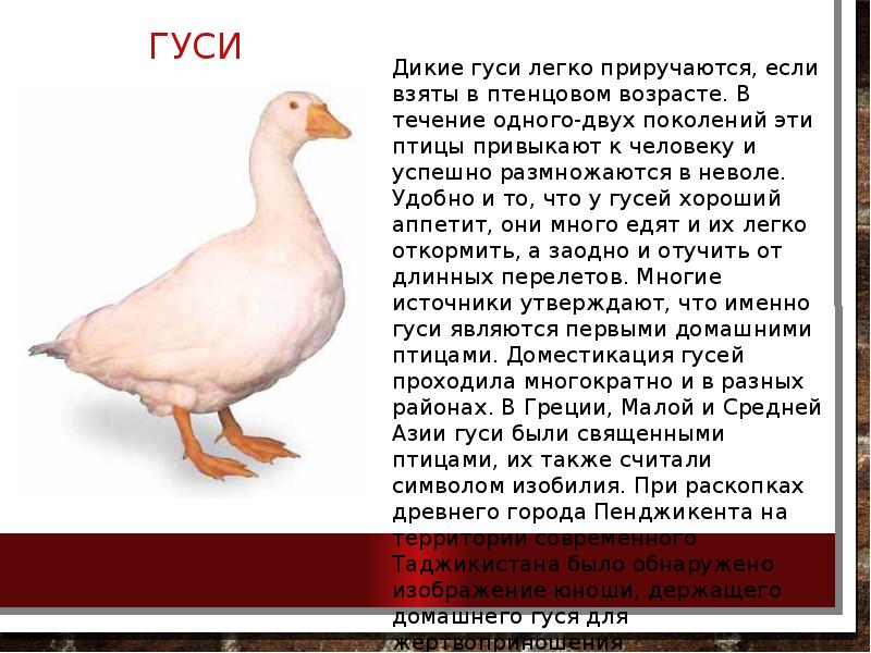 Гуси Гуси