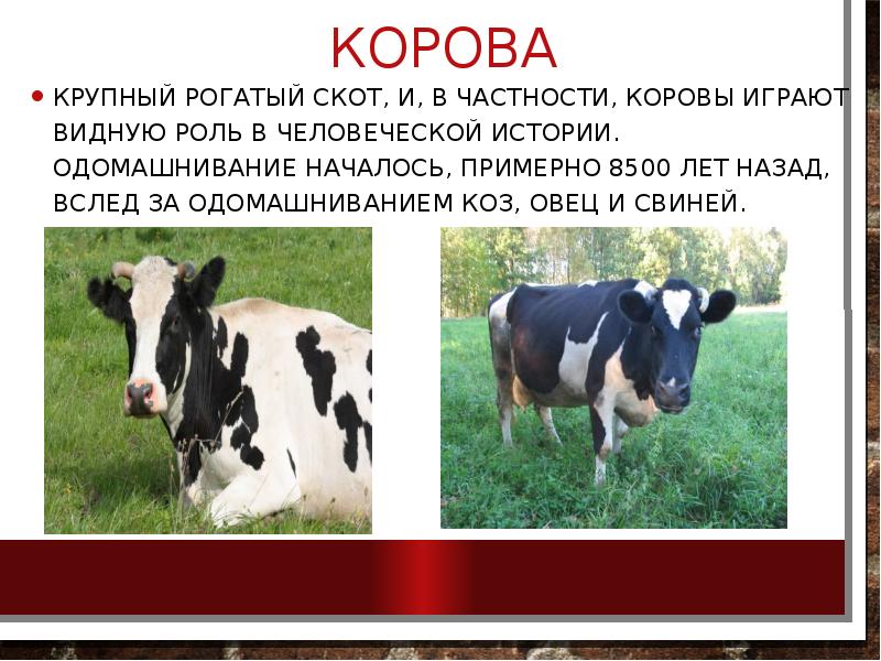 корова
Крупный рогатый скот, и, в частности, коровы играют видную роль корова
Крупный рогатый скот, и, в частности, коровы играют видную роль