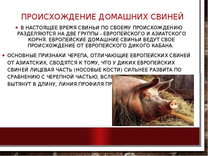 Происхождение домашних свиней
В настоящее время свиньи по своему происхождению Происхождение домашних свиней
В настоящее время свиньи по своему происхождению