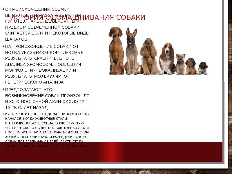 История одомашнивания собаки
О происхождении собаки выдвигается масса различных История одомашнивания собаки
О происхождении собаки выдвигается масса различных