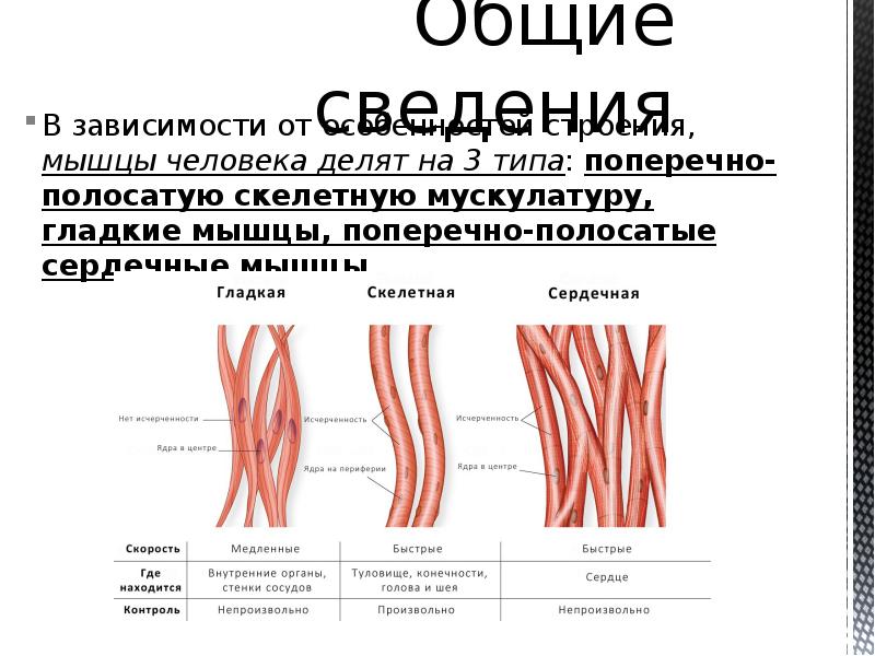 Сокращение гладкой. Гладкие мышцы сокращаются. Механизм сокращения гладкой мышечной ткани. Гладкая мускулатура человека. Типы гладких мышц.