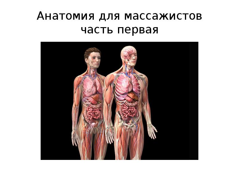 Анатомия для массажистов часть первая