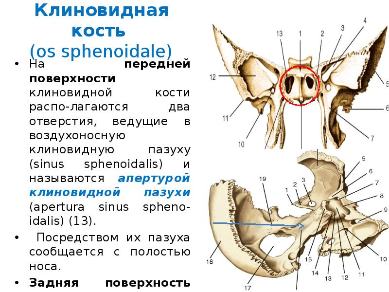 Клиновидная. Клиновидная пазуха анатомия клиновидной кости. Отверстия клиновидной кости. Клиновидная кость (os sphenoidale). Остистое отверстие клиновидной кости.