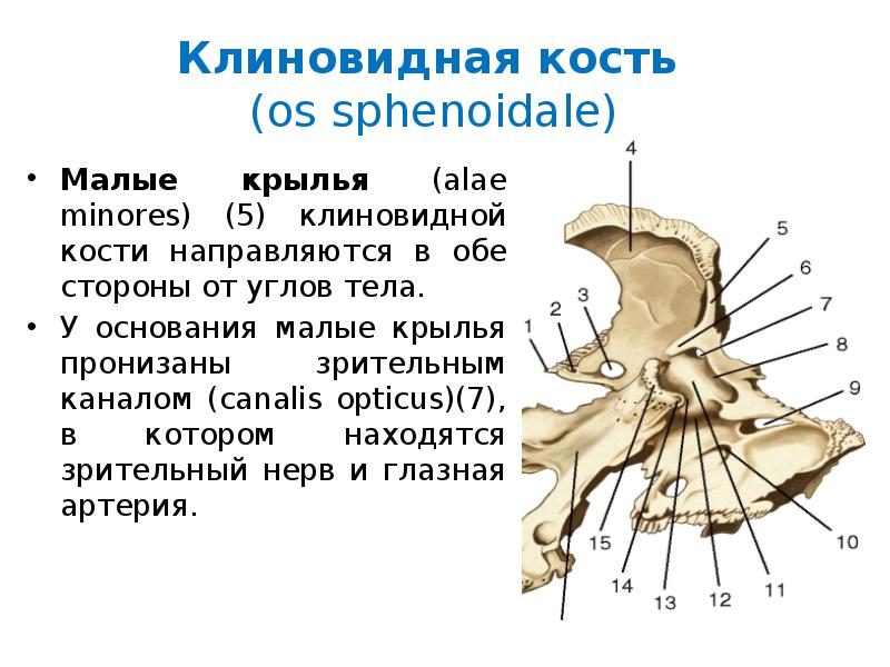 Зрительный канал клиновидной кости