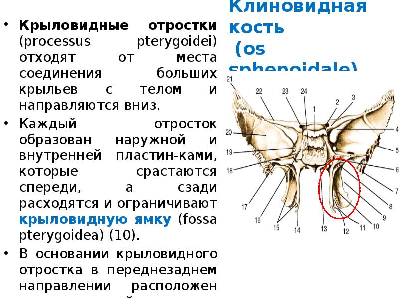 Клиновидная. Клиновидная кость крыловидный отросток. Крыловидный отросток клиновидной кости анатомия. Височные Крылья клиновидной кости. Спинка седла клиновидной кости.