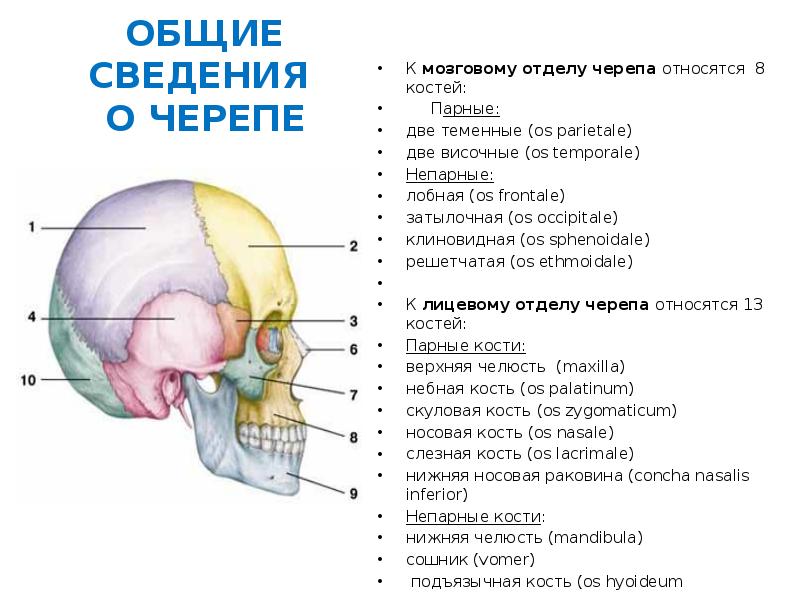 Кости мозгового отдела черепа. К Мозговому отделу черепа относятся кости. Височная кость к какому отделу черепа относится. Строение костей мозгового отдела черепа. Парные кости мозгового черепа (височная и теменная).