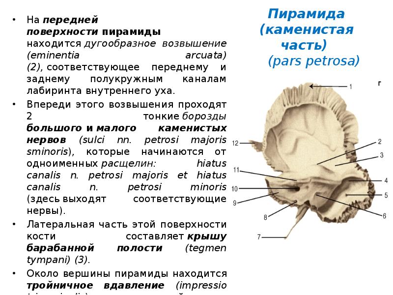 Расщелина канала малого каменистого нерва. Дугообразное возвышение на черепе. Eminentia arcuata на черепе. Передняя поверхность пирамиды. Дугообразное возвышение пирамиды.