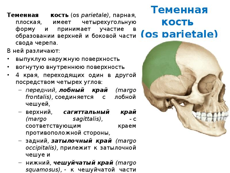 Теменная кость черепа. Череп теменная кость атлас. Череп человека теменная кость. Строение теменной кости. Теменная кость черепа анатомия.