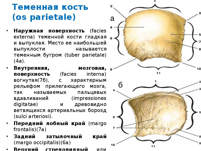 Теменная область кость. Кости черепа теменная кость анатомия. Теменная кость анатомия строение. Кости черепа теменная кость снаружи. Теменной бугор анатомия.