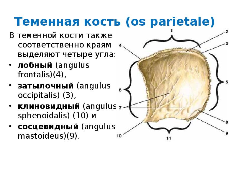 Теменная кость отдел. Теменная кость анатомия строение. Кости черепа теменная кость анатомия. Теменная кость строение на латыни. Теменная кость анатомия животных.