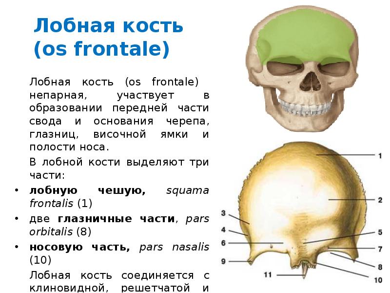 Образование кости черепа