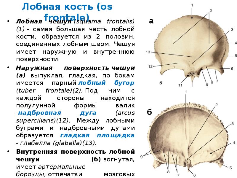 Лобная кость черепа. Чешуя лобной кости черепа анатомия. Лобная кость Arcus superciliaris. Лобная чешуя (Squama frontalis). Лобная кость вид снаружи и внутри.