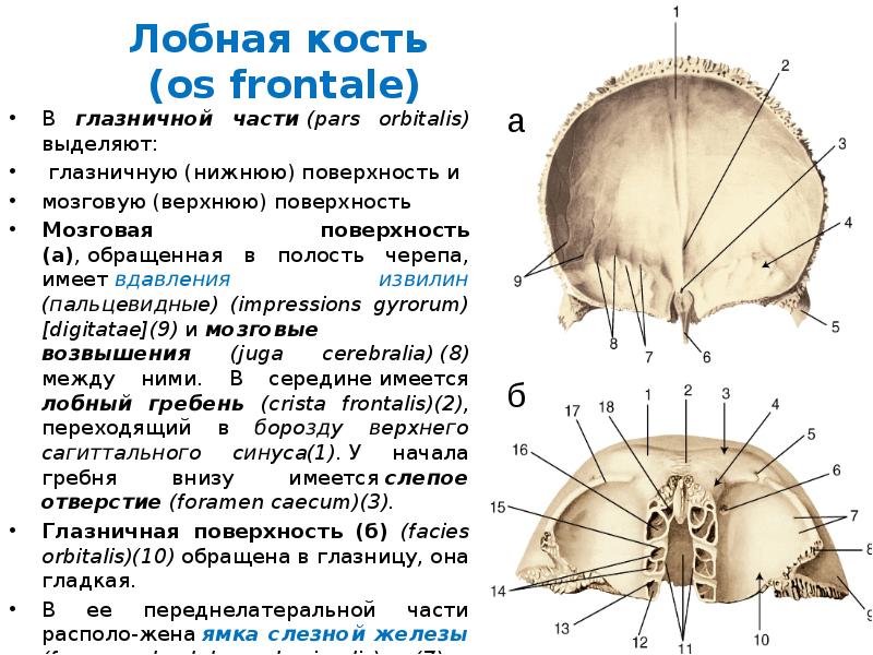 Лобная кость черепа. Лобная кость вид снизу. Лобная кость строение положение. Лобная кость анатомия кратко. Лобная кость глазничная часть.