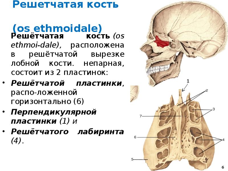 Лабиринт решетчатой кости. Решетчатая кость решетчатый Лабиринт. Решетчатая кость черепа анатомия. Решетчатая кость продырявленная пластинка. Решётчатая кость, os ethmoidale.