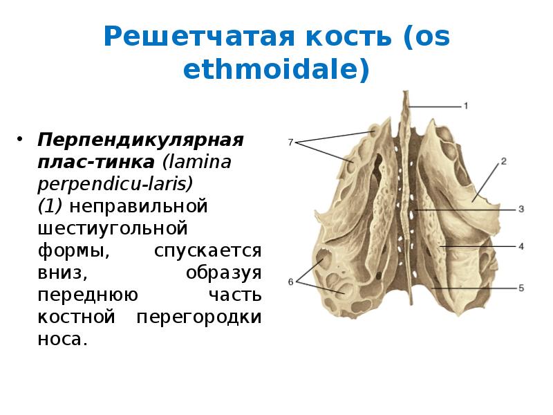 Продырявленная пластинка решетчатой кости. Решетчатая кость части. Ветеринария строение решетчатая кости. Решетчатая кость вид соединения. Раковины решетчатой кости.