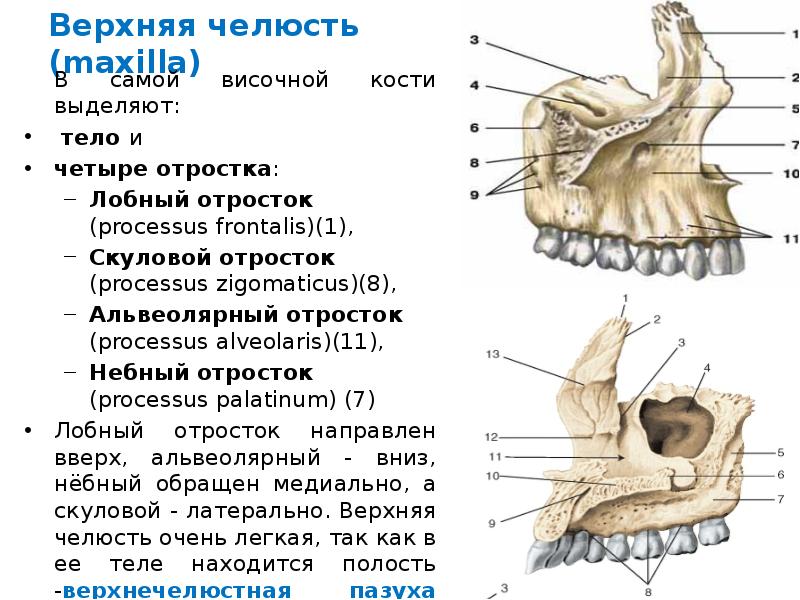 Область альвеолярного отростка верхней челюсти. Отростки верхней челюсти анатомия. Скуловой отросток верхней челюсти. 4 Отростка верхней челюсти. Верхняя челюсть кость анатомия.