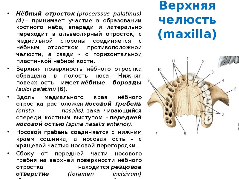 Альвеолярный отросток верхней челюсти. Небный отросток. Небный отросток верхней челюсти. Сзади альвеолярный отросток верхней челюсти переходит в. Кости участвующие в образовании твердого неба.