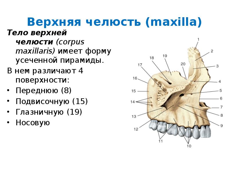 Бугор верхней челюсти. Подвисочная поверхность верхней челюсти. Лобный отросток верхней челюсти анатомия. Верхняя челюсть анатомия подвисочная поверхность. Анатомические образования передней поверхности тела верхней челюсти.