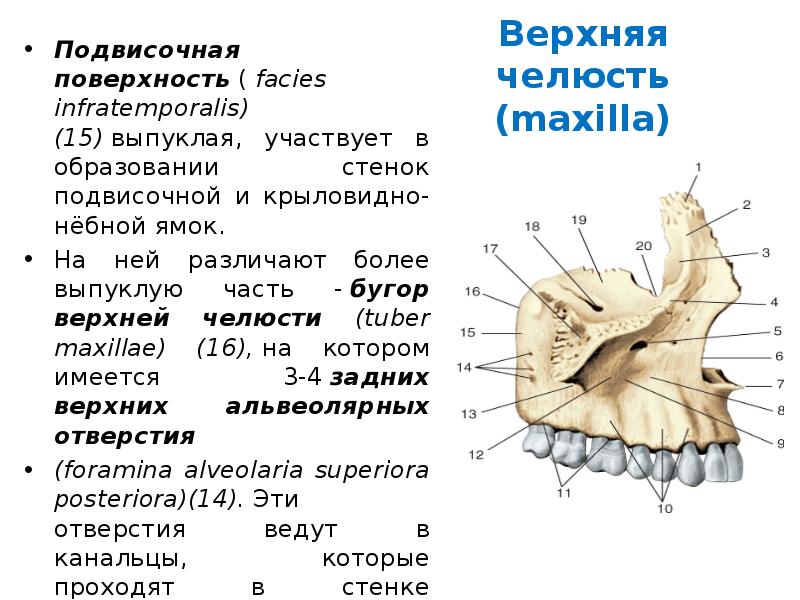 Альвеолярные бугры верхней челюсти