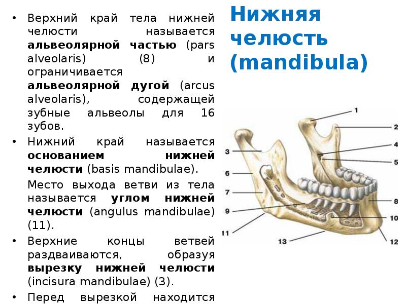 Передний верхний край. Нижняя челюсть анатомия кости. Зубные альвеолы нижней челюсти анатомия. Альвеолярная дуга нижней челюсти анатомия. Части нижней челюсти анатомия.