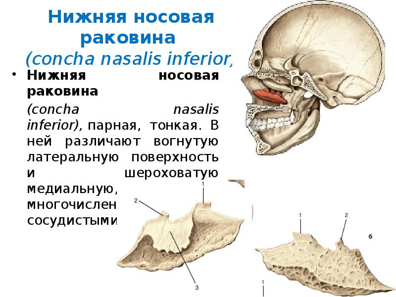 Concha латынь. Нижняя носовая раковина анатомия. Сошник нижняя носовая раковина строение. Нижняя носовая раковина кость черепа. Нижняя носовая раковина кость анатомия строение.