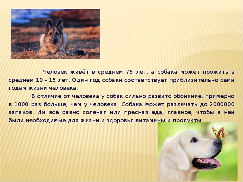 Описание собаки 5 класс русский язык. Тема собаки. Проекты про собак интересные. Проект на тему собаки. Рассказ на тему собака.
