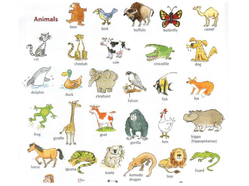 Do animal. Английские животные do__in. What can do animals 4 класс. What does animal like. What animal do you like.