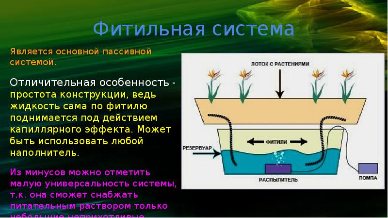 Проект гидропоника по биологии