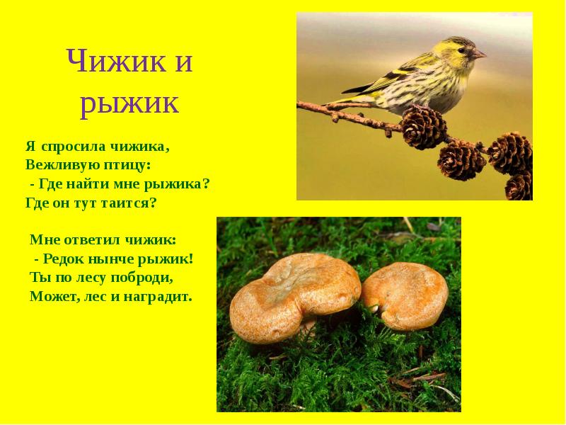 Чижик чижик где ты был. Рыжик поэт. Чижик Чижик где ты был у Катюши. Чижик по лесу гулял. Где Рыжик а где Рыжик тут.