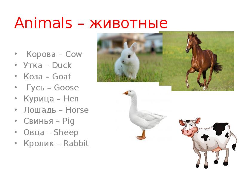 Лошади коровы и куры. Корова и коза. Лошадь и овца. Корова овца лошадь. Домашние животные на ферме.