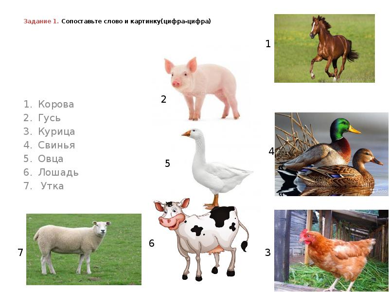 Гусь корова. Гусь корова
