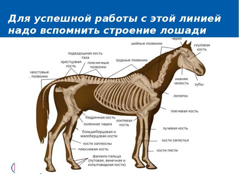 Вспомните строение