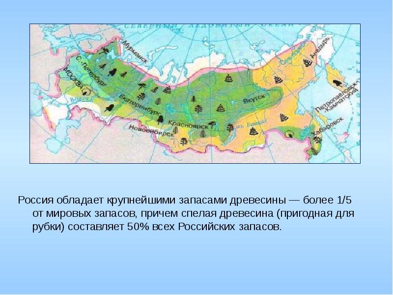 80 лесов пригодных для рубки располагаются. Россия обладает крупнейшими запасами древесины. Запасы древесины центральной России. Доля районов России в запасах древесины пригодных для вырубки лесов. В какой части России больше запасов древесины.